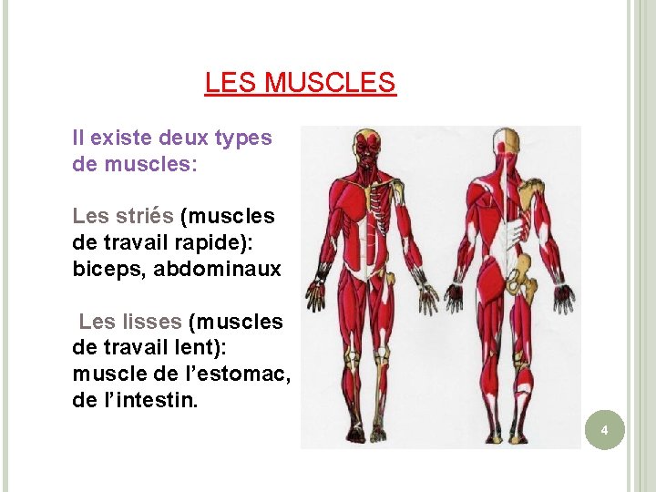 LES MUSCLES Il existe deux types de muscles: Les striés (muscles de travail rapide):