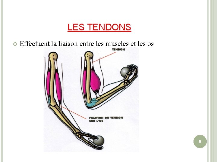 LES TENDONS Effectuent la liaison entre les muscles et les os 5 