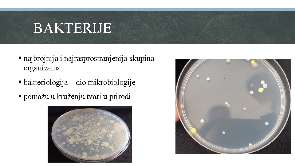 BAKTERIJE § najbrojnija i najrasprostranjenija skupina organizama § bakteriologija – dio mikrobiologije § pomažu