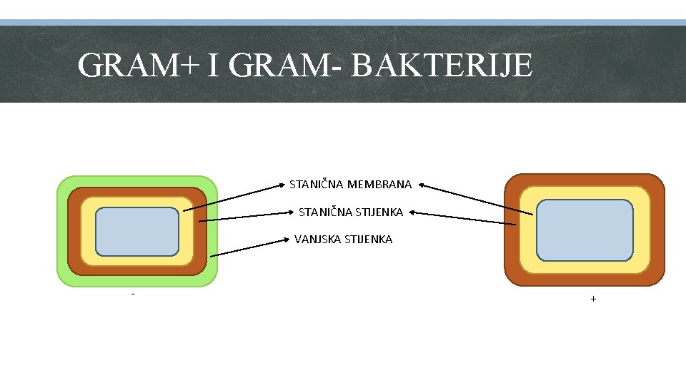 GRAM+ I GRAM- BAKTERIJE STANIČNA MEMBRANA STANIČNA STIJENKA VANJSKA STIJENKA - + 