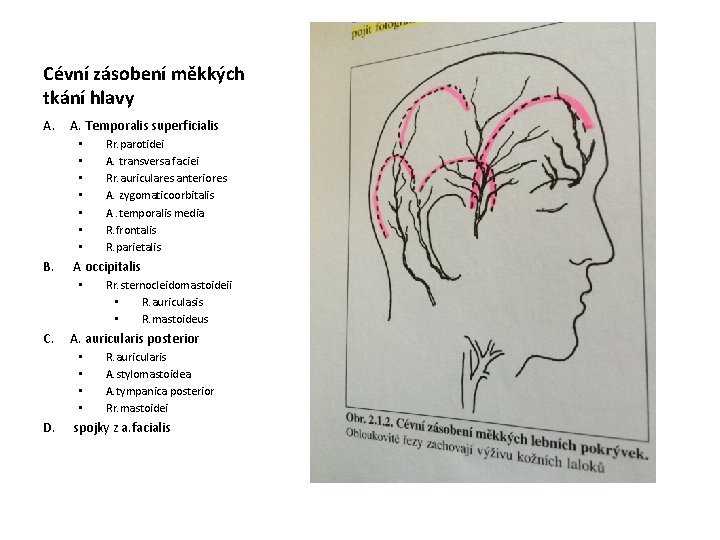 Cévní zásobení měkkých tkání hlavy A. Temporalis superficialis • • B. A occipitalis •