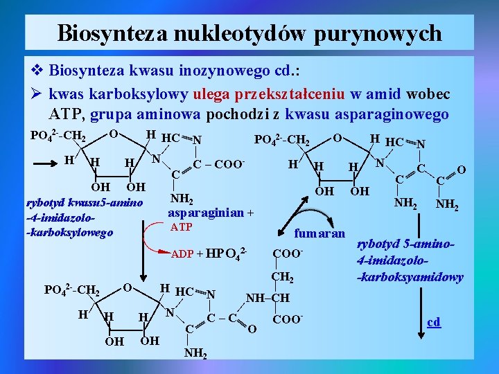 Biosynteza nukleotydów purynowych v Biosynteza kwasu inozynowego cd. : Ø kwas karboksylowy ulega przekształceniu