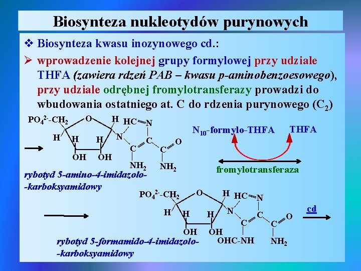 Biosynteza nukleotydów purynowych v Biosynteza kwasu inozynowego cd. : Ø wprowadzenie kolejnej grupy formylowej