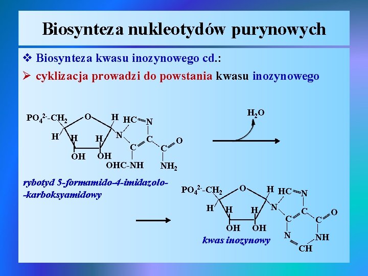 Biosynteza nukleotydów purynowych v Biosynteza kwasu inozynowego cd. : Ø cyklizacja prowadzi do powstania