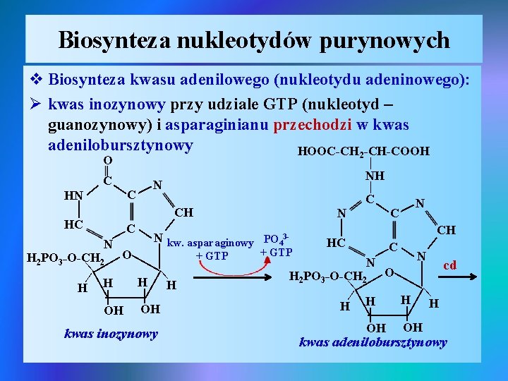 Biosynteza nukleotydów purynowych v Biosynteza kwasu adenilowego (nukleotydu adeninowego): Ø kwas inozynowy przy udziale
