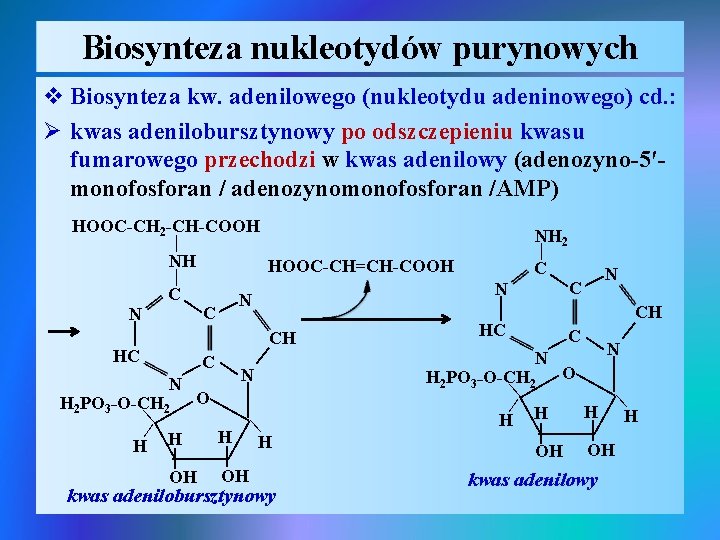 Biosynteza nukleotydów purynowych v Biosynteza kw. adenilowego (nukleotydu adeninowego) cd. : Ø kwas adenilobursztynowy