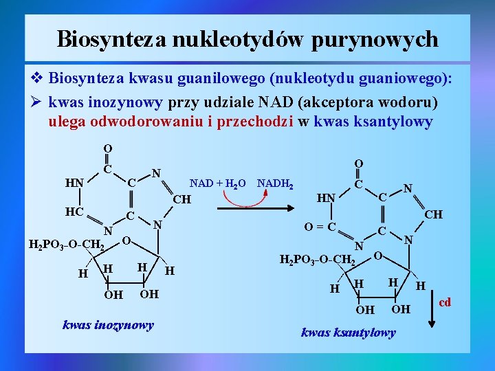 Biosynteza nukleotydów purynowych v Biosynteza kwasu guanilowego (nukleotydu guaniowego): Ø kwas inozynowy przy udziale