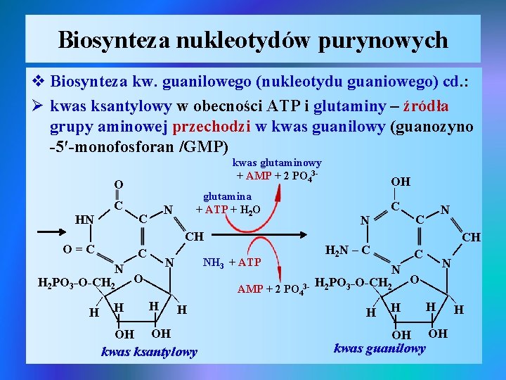 Biosynteza nukleotydów purynowych v Biosynteza kw. guanilowego (nukleotydu guaniowego) cd. : Ø kwas ksantylowy