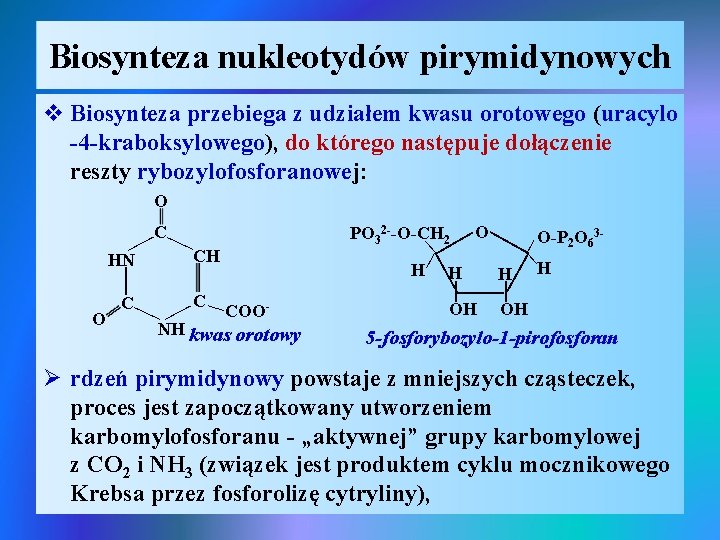 Biosynteza nukleotydów pirymidynowych v Biosynteza przebiega z udziałem kwasu orotowego (uracylo -4 -kraboksylowego), do