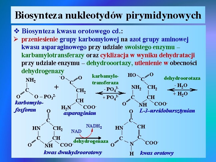 Biosynteza nukleotydów pirymidynowych v Biosynteza kwasu orotowego cd. : Ø przeniesienie grupy karbomylowej na