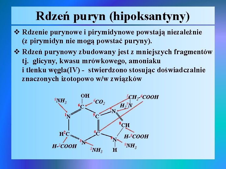 Rdzeń puryn (hipoksantyny) v Rdzenie purynowe i pirymidynowe powstają niezależnie (z pirymidyn nie mogą