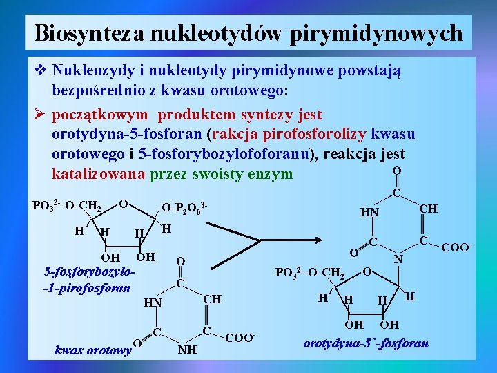 Biosynteza nukleotydów pirymidynowych v Nukleozydy i nukleotydy pirymidynowe powstają bezpośrednio z kwasu orotowego: Ø