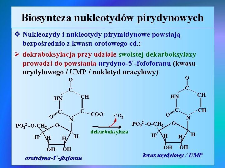 Biosynteza nukleotydów pirydynowych v Nukleozydy i nukleotydy pirymidynowe powstają bezpośrednio z kwasu orotowego cd.