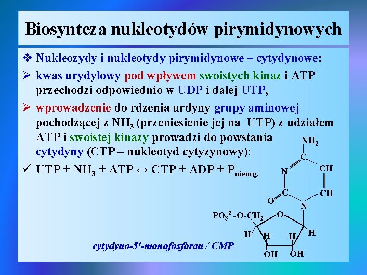 Biosynteza nukleotydów pirymidynowych | v Nukleozydy i nukleotydy pirymidynowe – cytydynowe: Ø kwas urydylowy