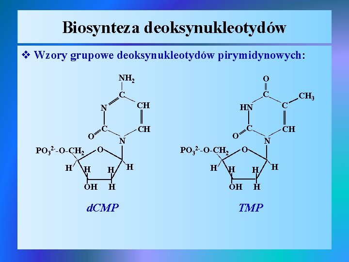 Biosynteza deoksynukleotydów v Wzory grupowe deoksynukleotydów pirymidynowych: NH 2 O C C HN C