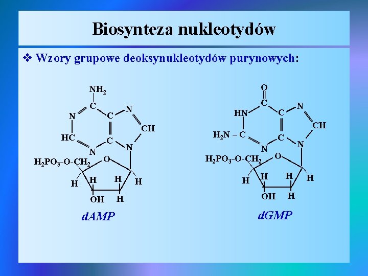 Biosynteza nukleotydów v Wzory grupowe deoksynukleotydów purynowych: O | | | OH | H