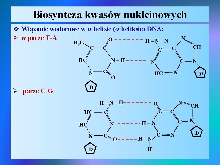 Biosynteza kwasów nukleinowych v Wiązanie wodorowe w α-helisie (α-heliksie) DNA: Ø w parze T-A