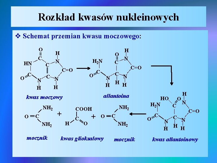 Rozkład kwasów nukleinowych v Schemat przemian kwasu moczowego: | | C N N |