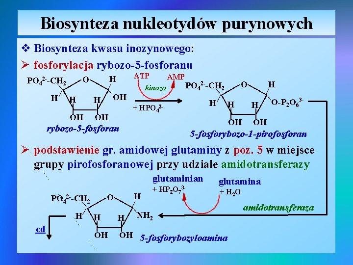 Biosynteza nukleotydów purynowych v Biosynteza kwasu inozynowego: Ø fosforylacja rybozo-5 -fosforanu | | |