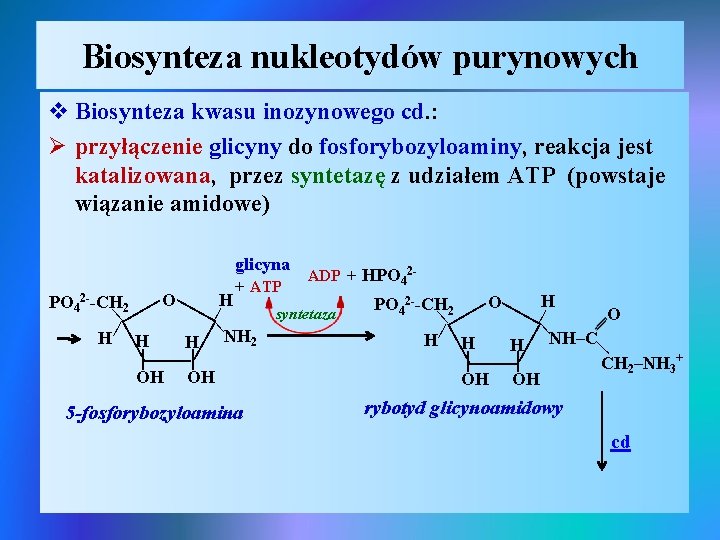 Biosynteza nukleotydów purynowych v Biosynteza kwasu inozynowego cd. : Ø przyłączenie glicyny do fosforybozyloaminy,