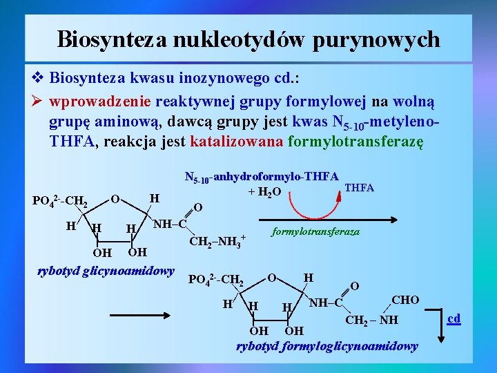 Biosynteza nukleotydów purynowych v Biosynteza kwasu inozynowego cd. : Ø wprowadzenie reaktywnej grupy formylowej