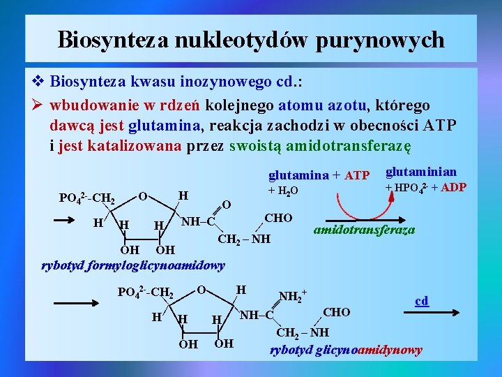 Biosynteza nukleotydów purynowych v Biosynteza kwasu inozynowego cd. : Ø wbudowanie w rdzeń kolejnego