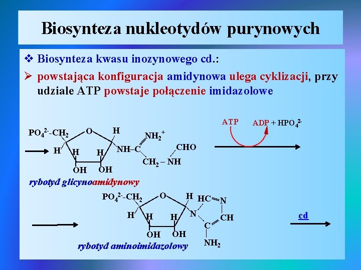 Biosynteza nukleotydów purynowych v Biosynteza kwasu inozynowego cd. : Ø powstająca konfiguracja amidynowa ulega
