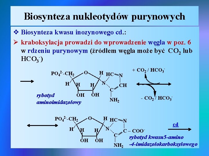 Biosynteza nukleotydów purynowych v Biosynteza kwasu inozynowego cd. : Ø kraboksylacja prowadzi do wprowadzenie