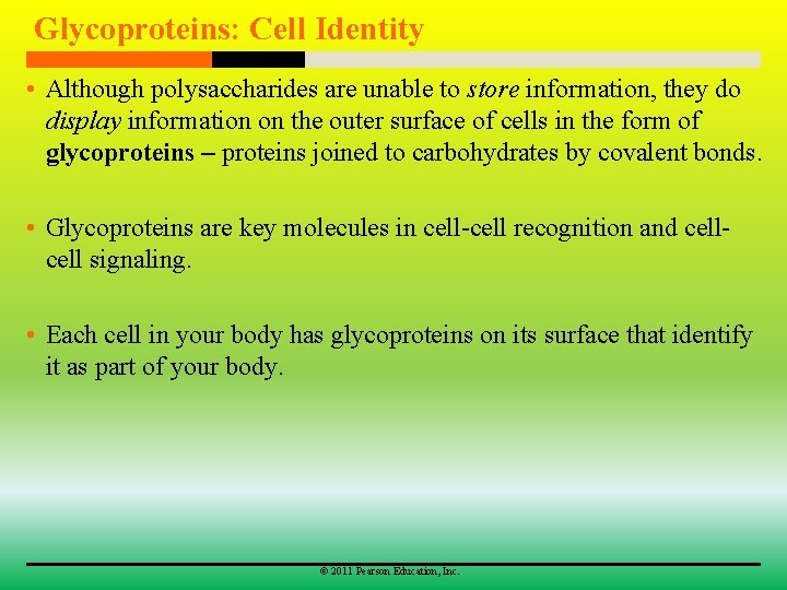 Glycoproteins: Cell Identity • Although polysaccharides are unable to store information, they do display