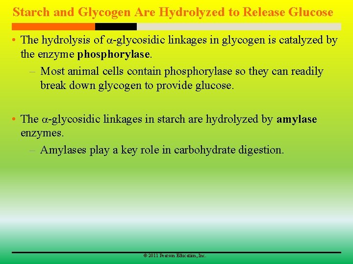 Starch and Glycogen Are Hydrolyzed to Release Glucose • The hydrolysis of -glycosidic linkages