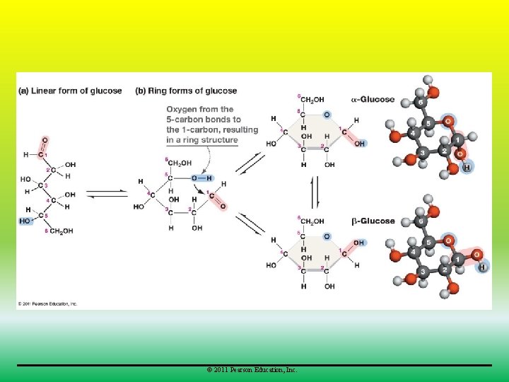 © 2011 Pearson Education, Inc. 