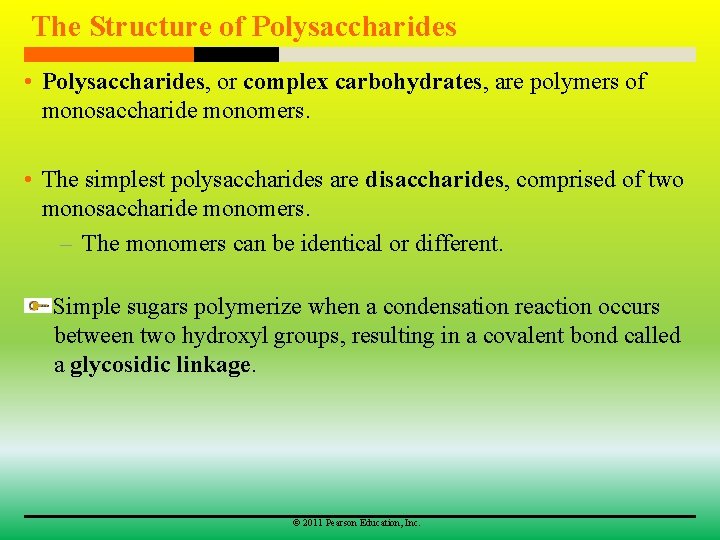 The Structure of Polysaccharides • Polysaccharides, or complex carbohydrates, are polymers of monosaccharide monomers.
