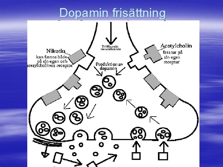 Dopamin frisättning 