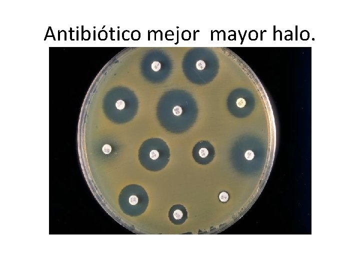 Antibiótico mejor mayor halo. 