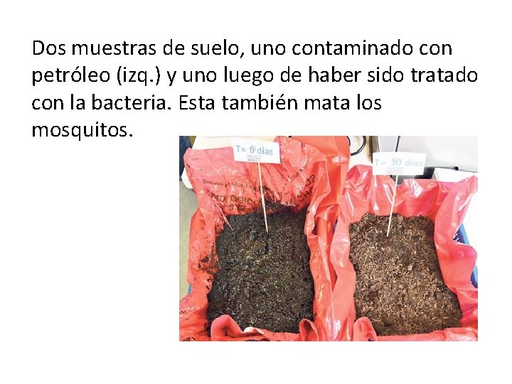 Dos muestras de suelo, uno contaminado con petróleo (izq. ) y uno luego de