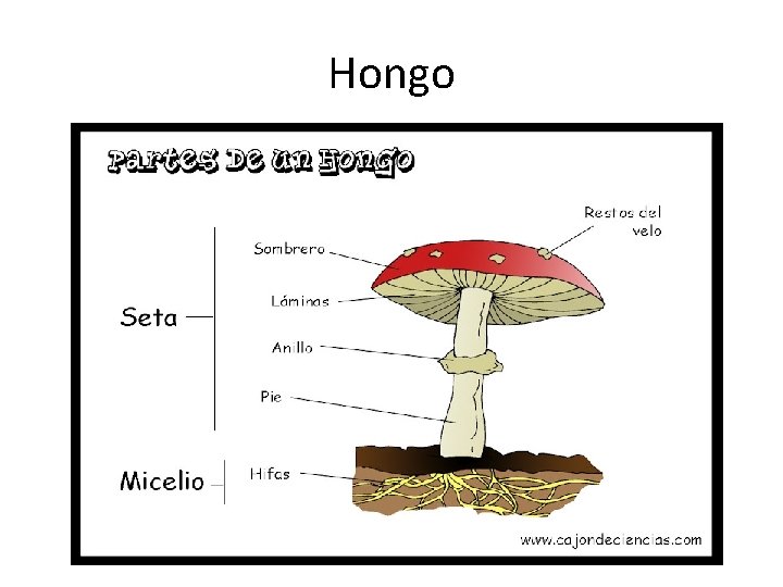 Hongo 