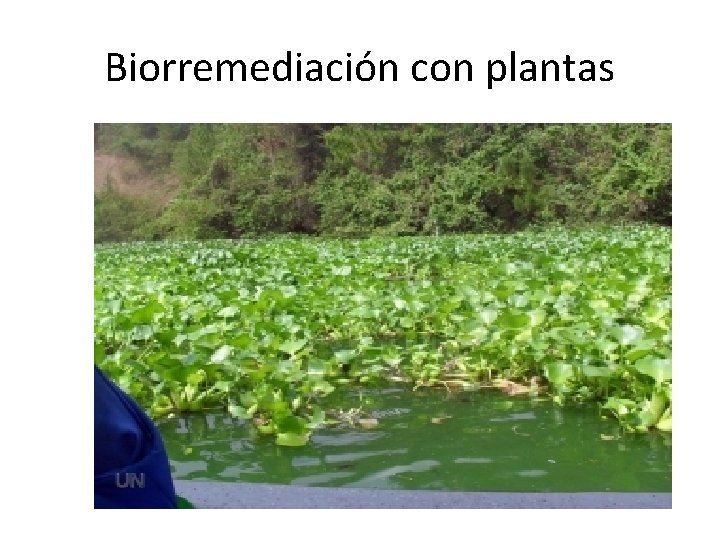 Biorremediación con plantas 