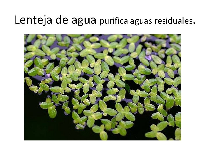Lenteja de agua purifica aguas residuales. 