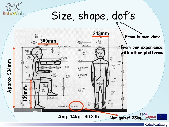 Size, shape, dof’s 243 mm 369 mm From human data 439 mm Approx 934