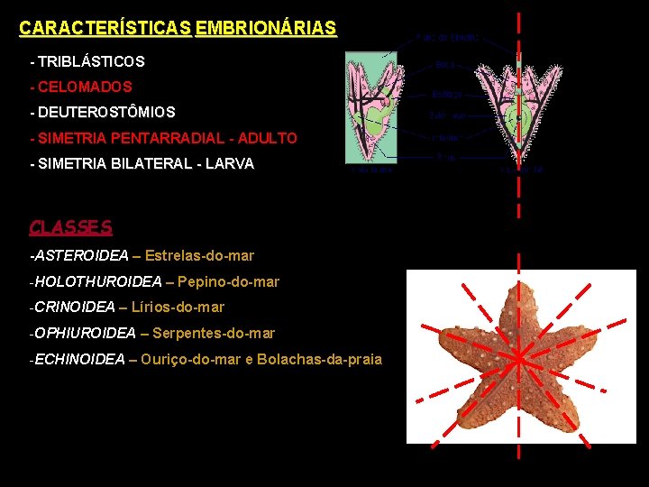 CARACTERÍSTICAS EMBRIONÁRIAS - TRIBLÁSTICOS - CELOMADOS - DEUTEROSTÔMIOS - SIMETRIA PENTARRADIAL - ADULTO -