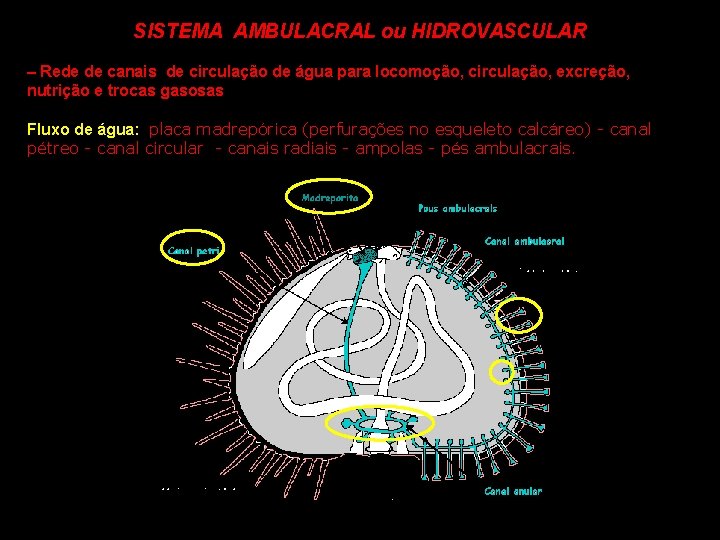 SISTEMA AMBULACRAL ou HIDROVASCULAR – Rede de canais de circulação de água para locomoção,