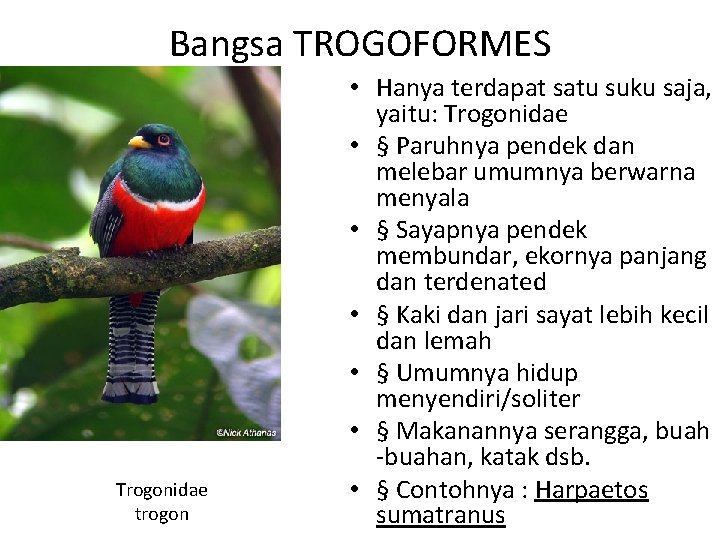 Bangsa TROGOFORMES Trogonidae trogon • Hanya terdapat satu suku saja, yaitu: Trogonidae • §