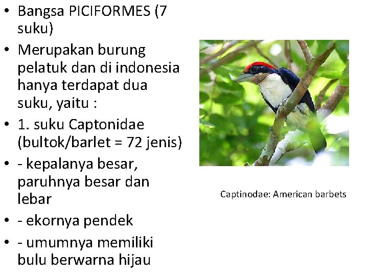  • Bangsa PICIFORMES (7 suku) • Merupakan burung pelatuk dan di indonesia hanya