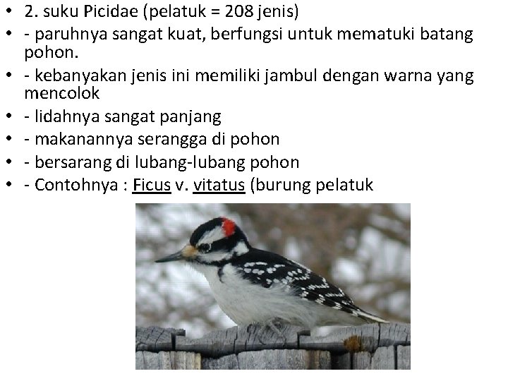  • 2. suku Picidae (pelatuk = 208 jenis) • - paruhnya sangat kuat,