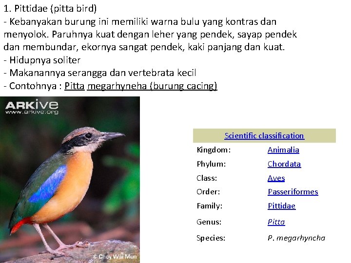 1. Pittidae (pitta bird) - Kebanyakan burung ini memiliki warna bulu yang kontras dan