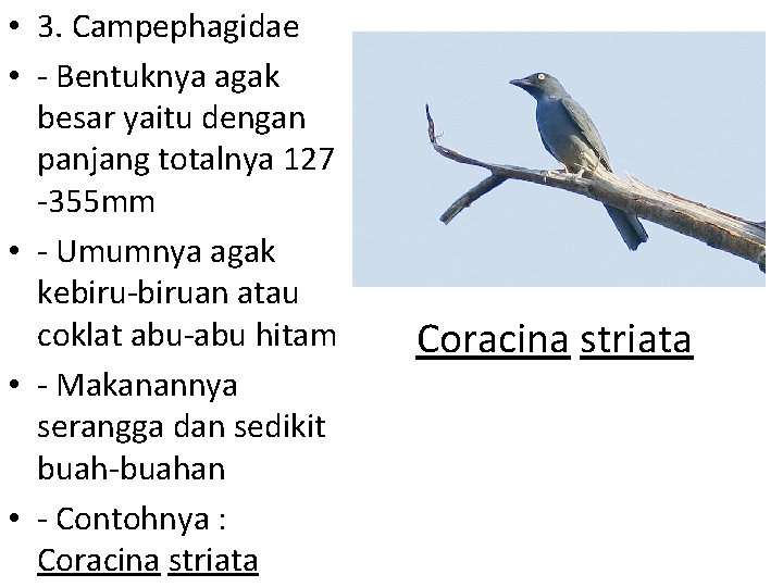  • 3. Campephagidae • - Bentuknya agak besar yaitu dengan panjang totalnya 127