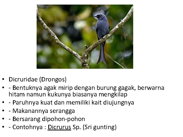  • Dicruridae (Drongos) • - Bentuknya agak mirip dengan burung gagak, berwarna hitam