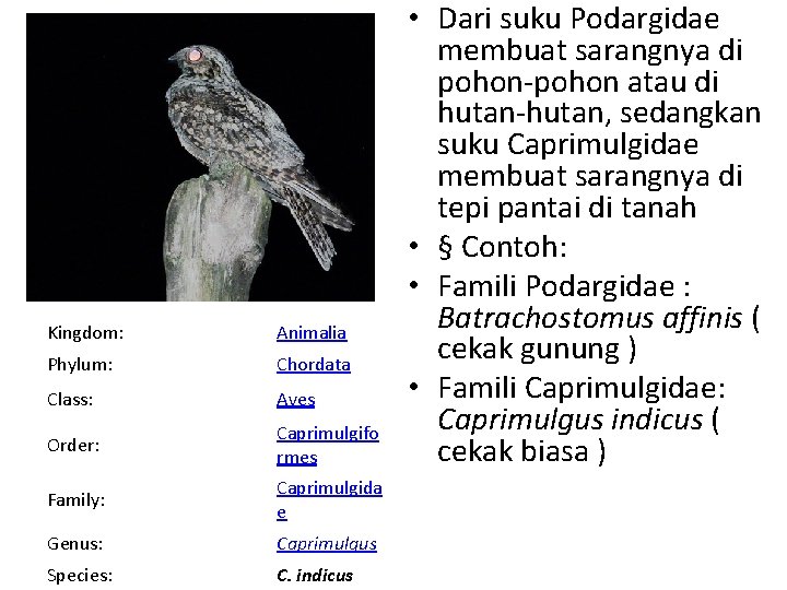 Kingdom: Animalia Phylum: Chordata Class: Aves Order: Caprimulgifo rmes Family: Caprimulgida e Genus: Caprimulgus