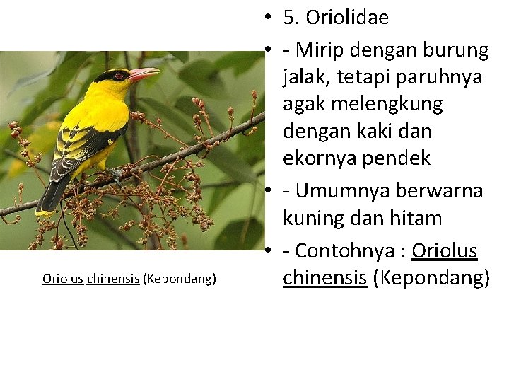 Oriolus chinensis (Kepondang) • 5. Oriolidae • - Mirip dengan burung jalak, tetapi paruhnya