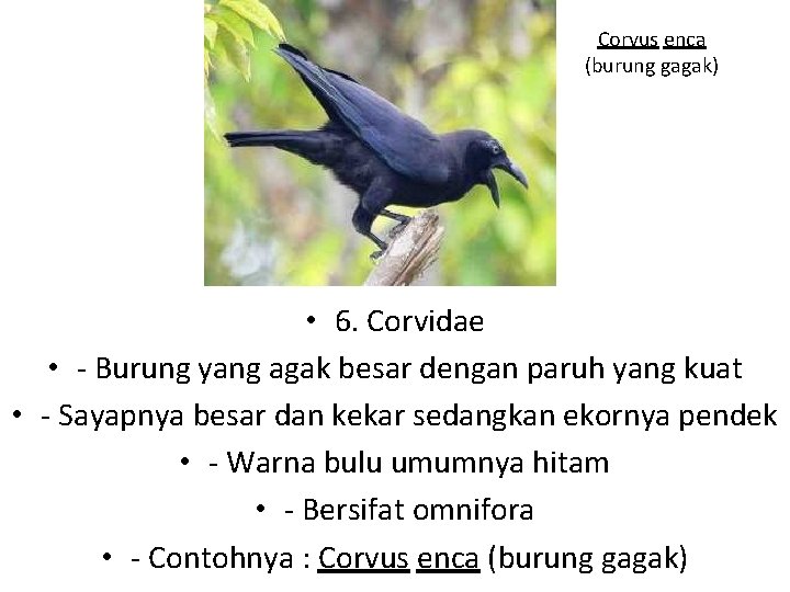 Corvus enca (burung gagak) • 6. Corvidae • - Burung yang agak besar dengan